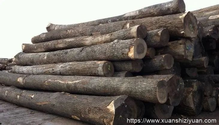 俄罗斯木材生意