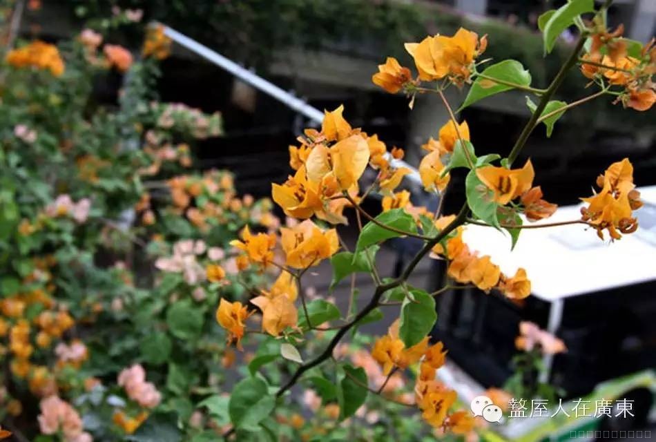 深圳市的市花
