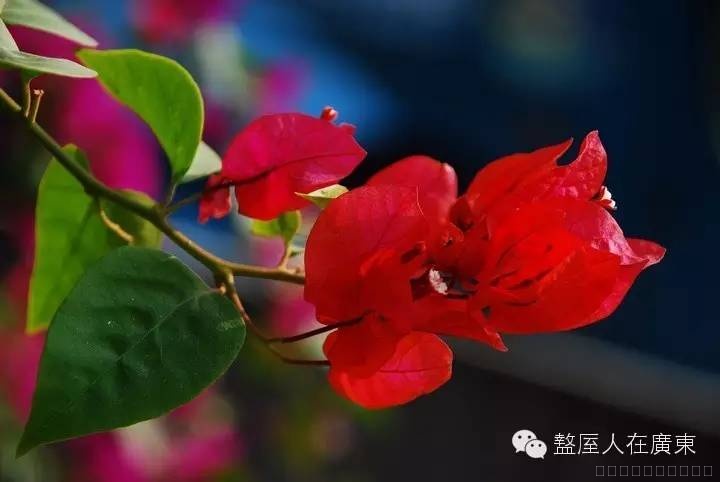 深圳市的市花