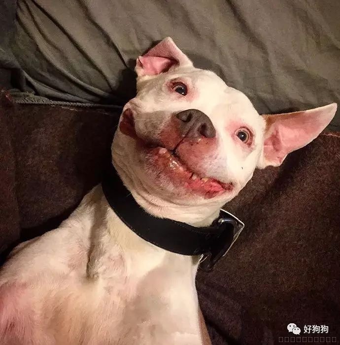 微笑狗