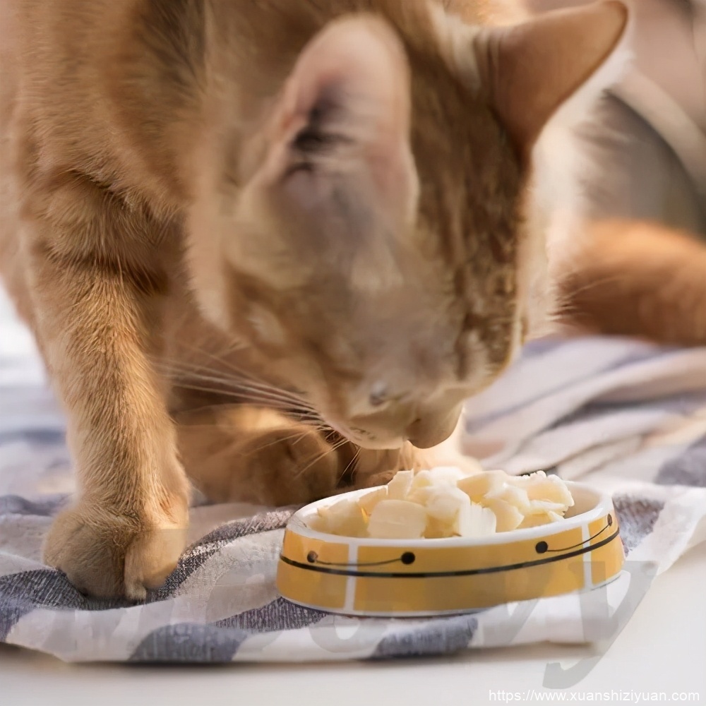 2个月小猫一顿吃15粒猫粮