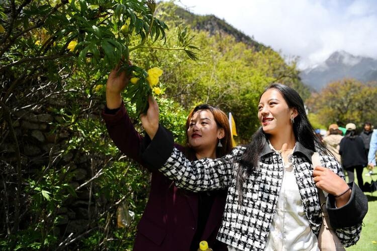 新华额媒+丨持续发展生态旅游——“西藏江南”大花黄牡丹花开引客来