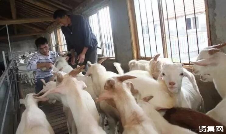 4万元在农村是否可以养羊，养殖新手值得了解