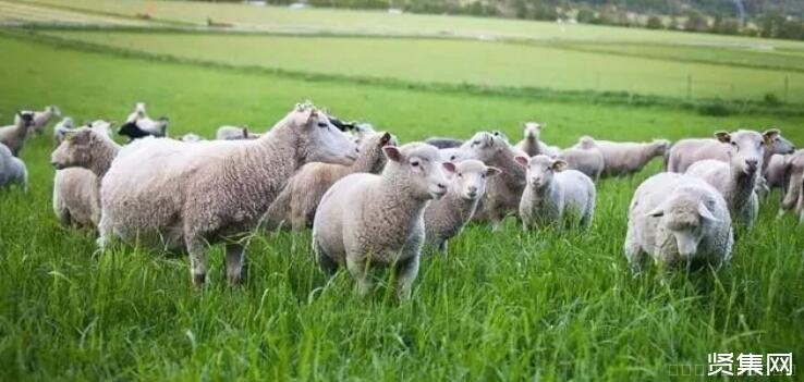 4万元在农村是否可以养羊，养殖新手值得了解